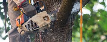 Colusa, CA  Tree Services Company