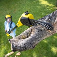 How Our Tree Care Process Works  in  Colusa, CA