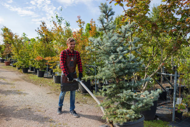 Tree and Shrub Care in Colusa, CA